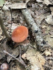 Marasmius sullivantii
