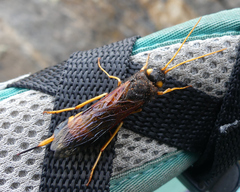 Urocerus flavicornis