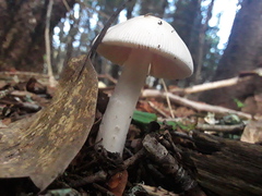 Amanita porphyria