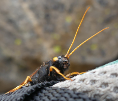 Urocerus flavicornis