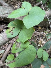 Jeffersonia diphylla