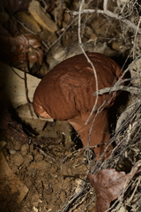 Calvatia craniiformis