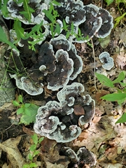 Phellodon niger