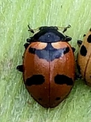 Hippodamia quinquesignata