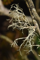 Ramalina farinacea