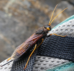 Urocerus flavicornis