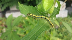 Xanthodes transversa