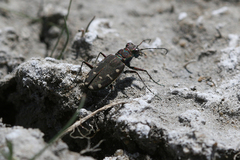Cicindela oregona oregona