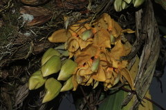 Stanhopea wardii