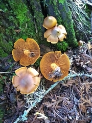 Cortinarius malicorius