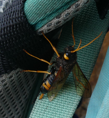 Urocerus flavicornis