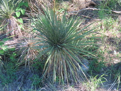 Yucca constricta