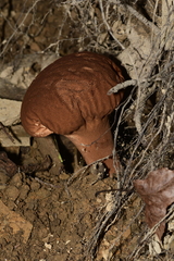 Calvatia craniiformis