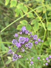 Gentianella quinquefolia