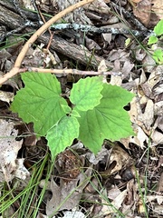 Viburnum