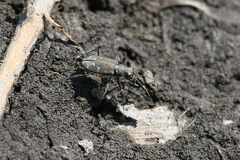 Cicindela oregona oregona