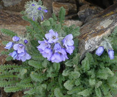 Polemonium