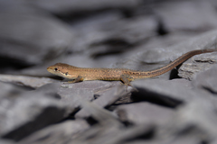 Takydromus tachydromoides