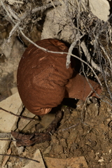 Calvatia craniiformis