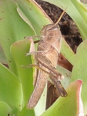 Schistocerca camerata
