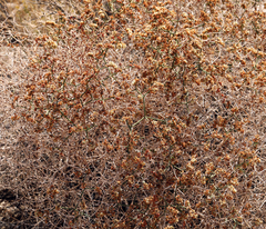 Eriogonum heermannii