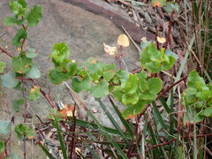 Muehlenbeckia rhyticarya