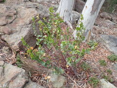 Muehlenbeckia rhyticarya