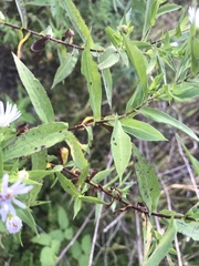 Symphyotrichum firmum