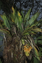 Stanhopea wardii