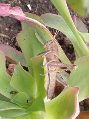 Schistocerca camerata