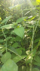 Asystasia gangetica