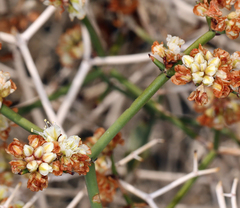 Eriogonum heermannii