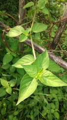 Asystasia gangetica