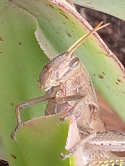 Schistocerca camerata