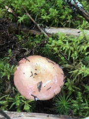 Russula paludosa