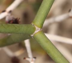 Eriogonum heermannii