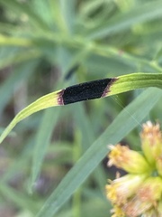 Asteromyia euthamiae
