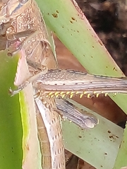 Schistocerca camerata