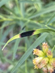 Asteromyia euthamiae