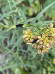 Asteromyia euthamiae
