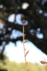 Hadrokolos texanus
