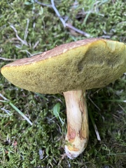 Aureoboletus innixus
