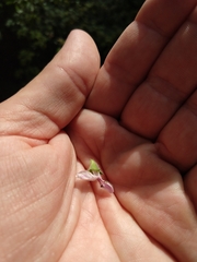 Stachys rigida quercetorum