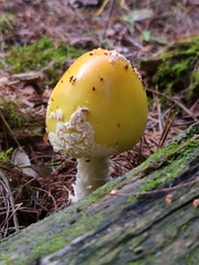 Amanita muscaria guessowii