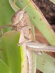Schistocerca camerata