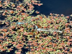 Enallagma carunculatum