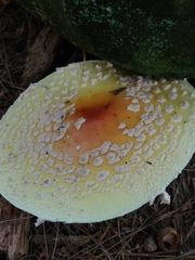 Amanita muscaria guessowii