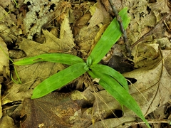 Carex platyphylla