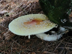 Amanita muscaria guessowii