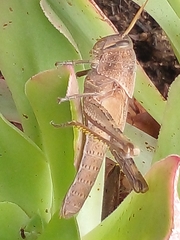 Schistocerca camerata